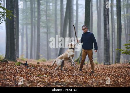 Young man playing with dog (labrador retriever) in foggy autumn forest. Stock Photo