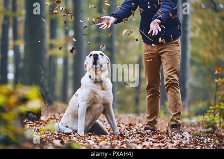 Man with dog in forest. Pet owner of labrador retriever enjoying from autumn. Stock Photo