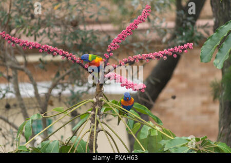 Two lorikeets feeding on a flowering plant early in the morning Stock Photo