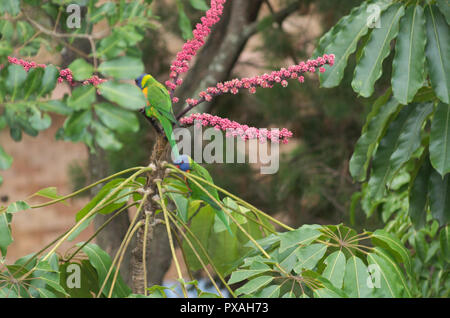 Two lorikeets feeding on a flowering plant early in the morning Stock Photo