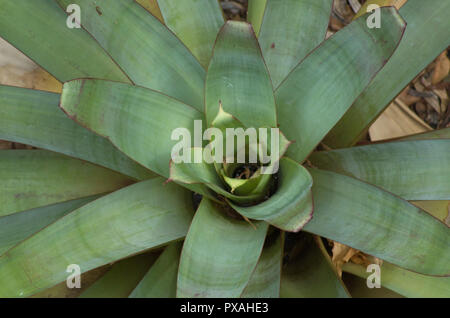 Top down shot of a green succulent in a pot plant Stock Photo