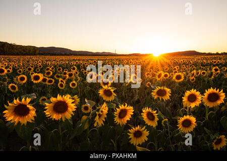 Sunrise over warm summer sunflower field in the Harz Mountains Stock Photo