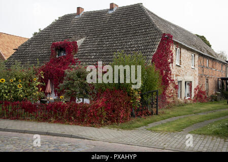 A brickstone farmhouse covered with red leaves of grape vine in autumn in Altenkirchen on Rügen Island in Germany. Stock Photo