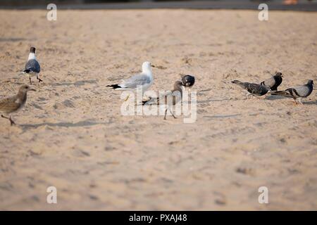 Birds on the beach Stock Photo