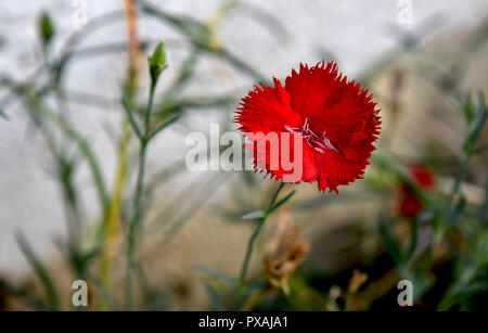 red carnation flower in the garden Stock Photo