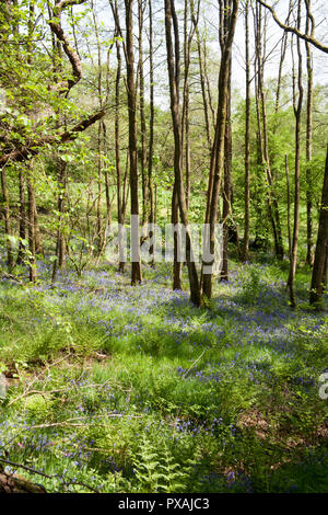 Cheshire Stockport Compstall Etherow Country Park Stock Photo - Alamy