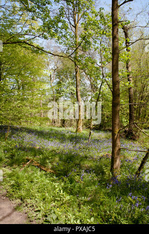 Bluebells in flower in woodland above the River Etherow in spring at ...