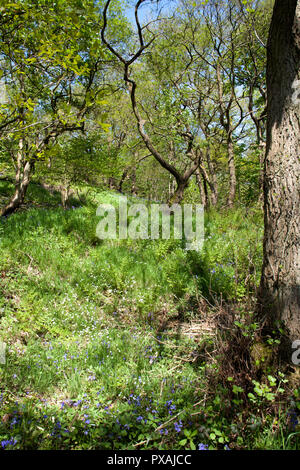 Bluebells in flower in woodland above the River Etherow in spring at ...