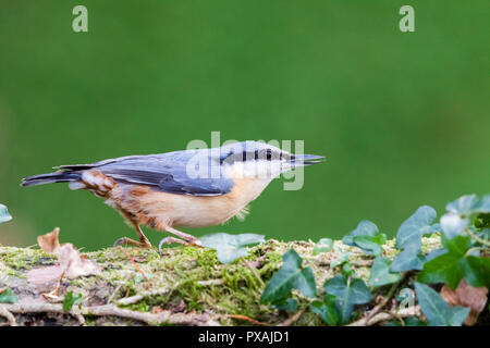 European nuthatch foraging in mid Wales Stock Photo