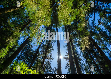Looking up to towering trees with sun shining through the foliage, Olympic National Forest, Olympic Peninsula, Washington state, USA. Stock Photo