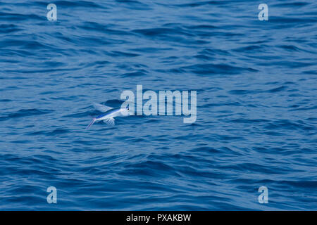 Flying Fish in the tropical waters of Taiwan, off Hualien, in the Pacific Ocean Stock Photo