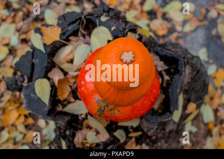 three orange pumpkins lie in the autumn forest on a wooden snag stump. Stock Photo