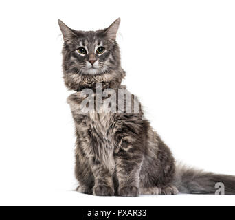 Norwegian Forest Cat, 9 months old, in front of white background Stock Photo