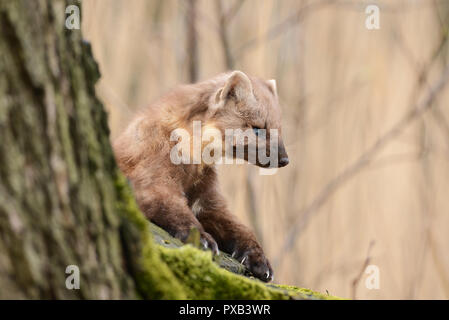 Pine marten rare species in natural habitat (Martes martes) Stock Photo