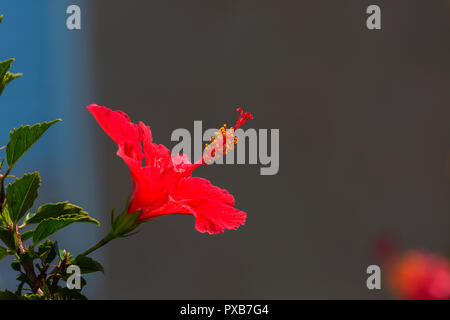 Red hibiscus on grey background Stock Photo