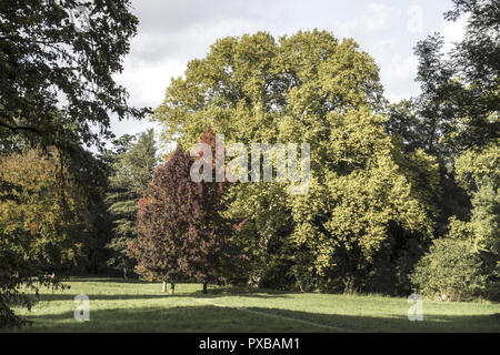 Platanus Sp. (yellow leaves), Liquidambar sp. (red leaves), autumn in Harrachpark, Bruck an der Leitha, Lower Austria, Austria Stock Photo