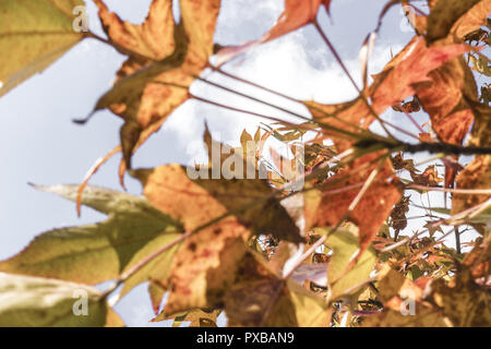 Liquidambar sp. autumn in Harrachpark, Bruck an der Leitha, Lower Austria, Austria Stock Photo