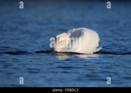 A mute swan Cygnus olor swimming on a blue lake in a threatening posture. Stock Photo