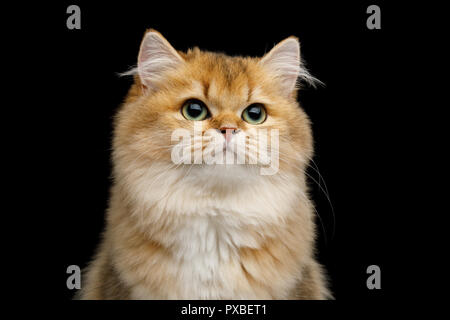 Portrait of British Cat Red color with Green eyes dreamily looks up on Isolated Black Background Stock Photo