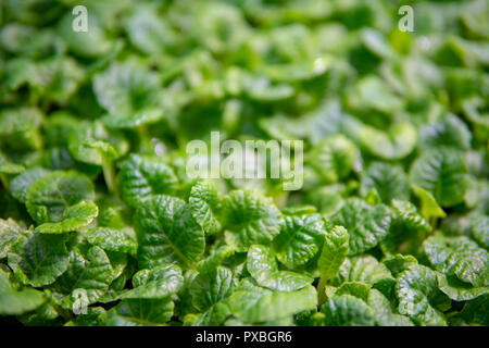 Young, green sprouts in the field. Stock Photo