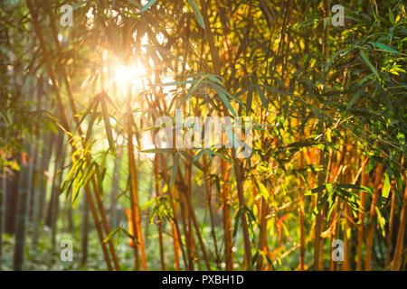 Sun shining through bamboo leaves  Stock Photo