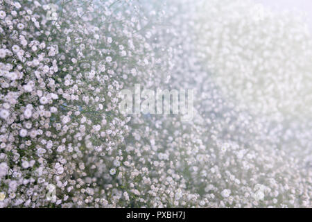 Gypsophila - Paniculata Baby's Breath Pink