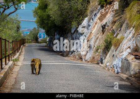 The famous apes of Gibraltar, located in the upper Rock nature reserve . Gibraltar is a British Overseas Territory located on the southern tip of Spai Stock Photo