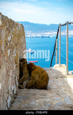 The famous apes of Gibraltar, located in the upper Rock nature reserve . Gibraltar is a British Overseas Territory located on the southern tip of Spai Stock Photo