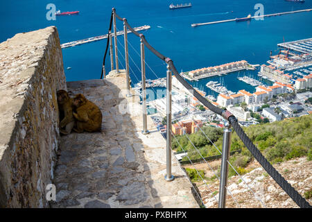 The famous apes of Gibraltar, located in the upper Rock nature reserve . Gibraltar is a British Overseas Territory located on the southern tip of Spai Stock Photo