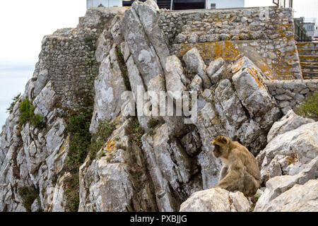 The famous apes of Gibraltar, located in the upper Rock nature reserve . Gibraltar is a British Overseas Territory located on the southern tip of Spai Stock Photo