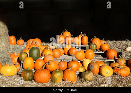 Pumpkin patch Stock Photo