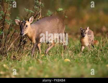 Muntjac deer doe (Muntiacus reevesi) and her very young fawn on edge of Warwickshire woodland soon after sunrise Stock Photo