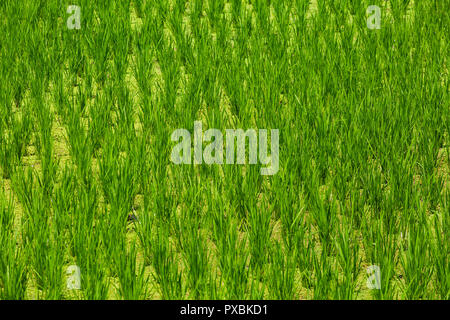 Close up of fresh rice paddy field at the famous Tegallalang Rice field in Bali, Indonesia Stock Photo