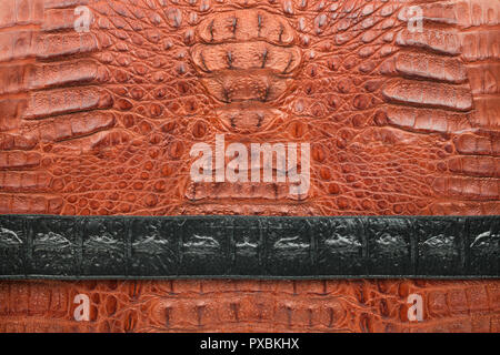 Contrast of a black strip of leather lying on a brown crocodile skin. Top view Stock Photo