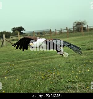 A picture of an African Sea Eagle in flight Stock Photo