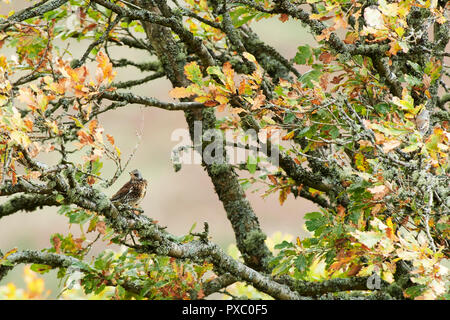 Llanwrthwl, Wales, UK. 20th Oct, 2018. A mixed flock of several thousand migratory bird species stop off to feed up on mountain ash and hawthorn berries near the Elan Valley. the flock was made up of Mainly Fieldfare [Turdus pilaris]. Credit: Phillip Thomas/Alamy Live News Stock Photo