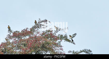Llanwrthwl, Wales, UK. 20th Oct, 2018. A mixed flock of several thousand migratory bird species stop off to feed up on mountain ash and hawthorn berries near the Elan Valley. the flock was made up of Mainly Fieldfare [Turdus pilaris]. Credit: Phillip Thomas/Alamy Live News Stock Photo