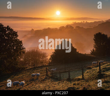 Bridport, Dorset, UK. 21st October 2018.  UK Weather:  Sheep at sunrise on a misty Autumn morning in rural West Dorset. Credit: Celia McMahon/Alamy Live News Stock Photo