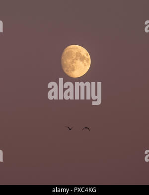 London, UK. 21 October, 2018. After a day of strong Autumn sunshine the moon rises into clear sky over London, with two passing seagulls at dusk. Credit: Malcolm Park/Alamy Live News. Stock Photo