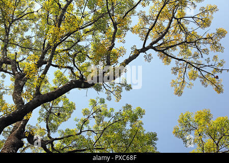 Canopy view of autumn trees with lively and colorful leaves, looking up from ground level against blue clear sky, in Kerala, India. Stock Photo