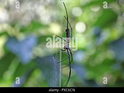 Side close up view of female nephila pilipes spider sitting on web from Kerala, India. Also called northern golden orb weaver and giant golden orb wea Stock Photo
