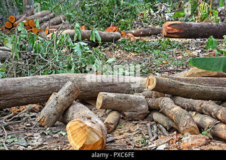 Cut down tree logs and trunks strewn around after deforestation operation of forest area in Kerala, India Stock Photo