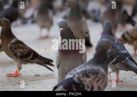Crowd of pigeon on the walking street in Istanbul, Turkey. Blurred group of pigeons fight over for food, many struggle pigeons near temple in Turkey.  Stock Photo