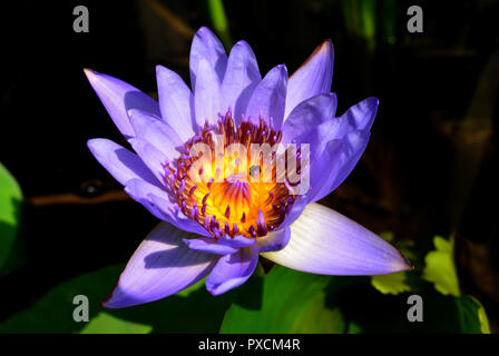 Lotus rare flower. Symbol of purity. Stock Photo