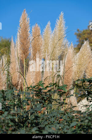 Pampas Grass Cortaderia selloana against blue sky UK Stock Photo