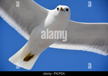 Flying seagull up close Stock Photo