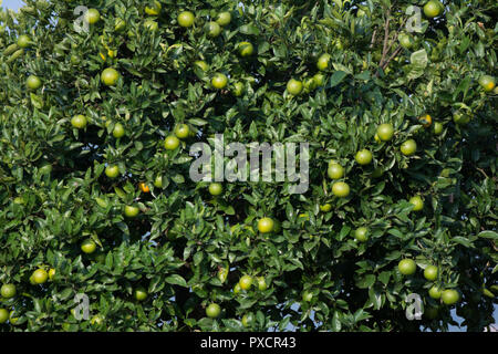 Green orange tree Stock Photo