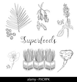 Wheatgrass, acai and goji berries, flax seed and maca root hand drawn vector. Superfoods sketch collection. Stock Vector