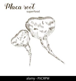 Maca root isolated on white background.  Superfood root hand drawn sketch. Stock Vector