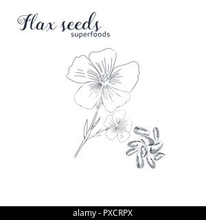 Flax seeds hand drawn sketch. Flax flower and seeds isolated on white background. Stock Vector